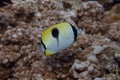 Teardrop Butterflyfish on Coral Reef