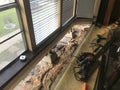 Tearing out and replacing the subfloor in a bay window