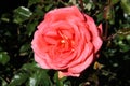 Tearose hybrid cultivar