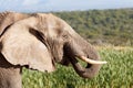 Tears in heaven - African Bush Elephant