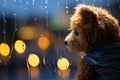 Tears of a teddy bear, rain soaked window, colorful bokeh solace
