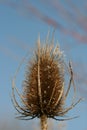 Teasel Royalty Free Stock Photo