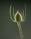 Teasel