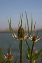 Teasel Royalty Free Stock Photo