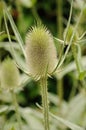 Teasel