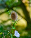 The Teasel and the Beach Moonflower