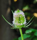 Teasel in bloom