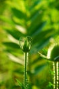 Teasel bud