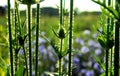 Teasel bud and stems Royalty Free Stock Photo