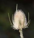 Teasel Close Up