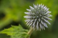 Teasel close-up Royalty Free Stock Photo