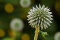 Teasel close-up