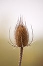 Teasel Comb with Insect in Spring