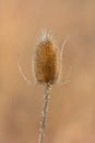 Teasel (Dipsacus fullonum) Royalty Free Stock Photo