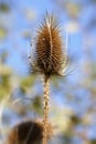 Teasel - Dipsacus fullonum Royalty Free Stock Photo