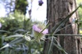 Teasel (Dipsacus fullonum) in meadow. flower heads of teazel Royalty Free Stock Photo