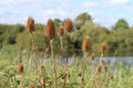 Teasel Dipsacus Fullonum Royalty Free Stock Photo