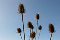 Teasel Dipsacus fullonum seed heads Royalty Free Stock Photo