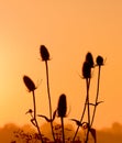 Teasel in the first sunlight. Royalty Free Stock Photo