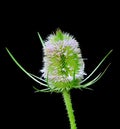 Teasel flower