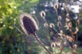 Teasel flower in Autumn sunlight