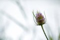 Teasel Flower Copy Space