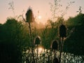 Dawn and plant silhouette Royalty Free Stock Photo