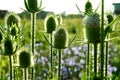 Teasel flowers Royalty Free Stock Photo