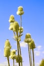 Teasel flowers against blue sky Royalty Free Stock Photo