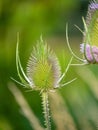 Teasel Flowers on a Summer Meadow Royalty Free Stock Photo