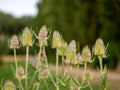 Teasel Flowers on a Summer Meadow Royalty Free Stock Photo