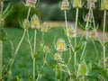 Teasel Flowers on a Summer Meadow Royalty Free Stock Photo