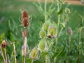 Teasel Flowers on a Summer Meadow Royalty Free Stock Photo