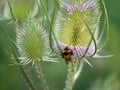 Teasel Flowers on a Summer Meadow