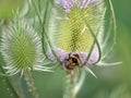 Teasel Flowers on a Summer Meadow