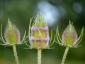 Teasel Flowers on a Summer Meadow