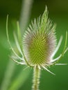 Teasel Flowers on a Summer Meadow Royalty Free Stock Photo
