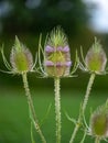 Teasel Flowers on a Summer Meadow Royalty Free Stock Photo