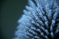 Teasel in frost