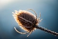 Teasel with frost at sunrise Royalty Free Stock Photo