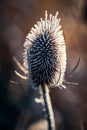 Teasel with frost at sunrise Royalty Free Stock Photo