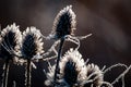 Teasel with frost at sunrise Royalty Free Stock Photo