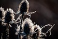 Teasel with frost at sunrise Royalty Free Stock Photo