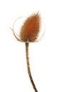 Teasel isolated against white