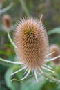 Teasel Royalty Free Stock Photo