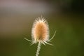 Teasel plant