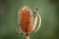 Teasel plant Royalty Free Stock Photo