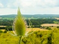 Teasel plant Royalty Free Stock Photo