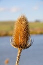 Teasel Plant on River Bank Royalty Free Stock Photo