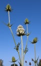 Teasel plants flowers against summer blue sky.